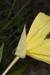 Bigfruit evening primrose